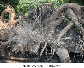Massive uprooted tree root system exposed with soil and gravel after falling in the forest.