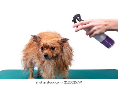 The Master Of The Beauty Salon For Animals Applies A Spray Conditioner To The Pomeranian Spitz Dog Coat Before Drying