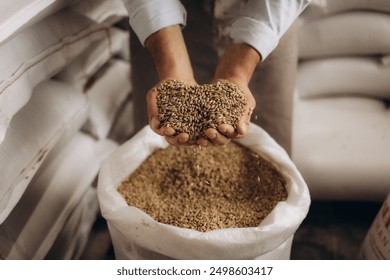 Master brewer with barley seeds in his hands. Brewery worker checking high-quality wheat barley. - Powered by Shutterstock