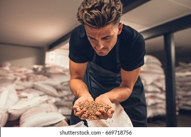 Master brewer checking the barley seeds before they are enter in the system of brewing. Employee examining the barley from gunny bag at brewery factory. - Powered by Shutterstock