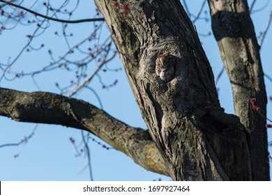 The Master Of Camouflage, Eastern Screech Owl