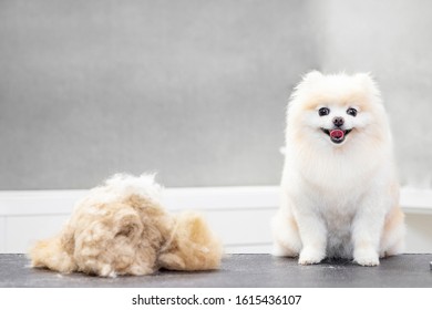 Master girl groomer shears small dog Pomeranian spitz with scissors in hairdresser for animals.