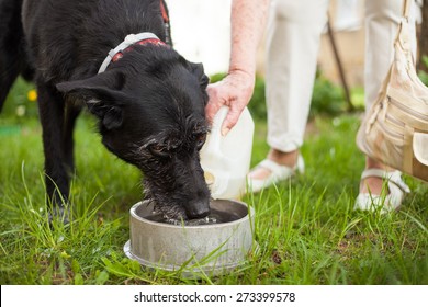 Master Gives Water For Drinking To His Black Dog Outside In The Garden