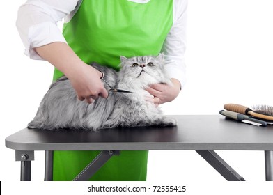 Master Of Grooming Haircut Makes Gray Persian Cat On The Table For Grooming On A White Background