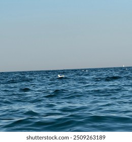 The master of the ocran, will he really be the seagull!?