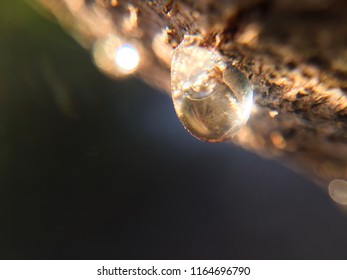 Mastic Drop On Tree