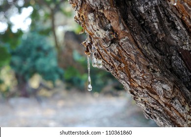 mastic gum on a tree on chios, greece