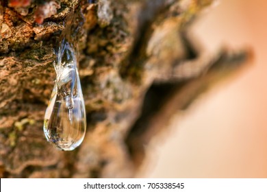 Mastic Gum Resin Flows From The Mastic Tree. Chios Island - Greece