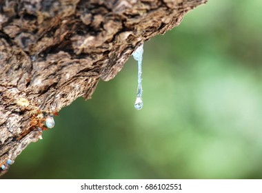 Mastic Tear On Mastic Tree