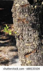 Mastic Tree