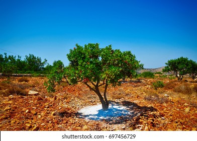 Mastic Tree