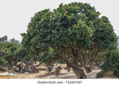 Mastic Tree