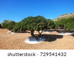 Mastic Tree in Chios, Greece