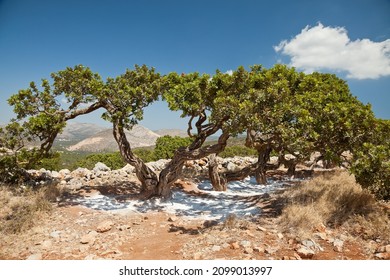 Mastic Tree In Chios, Greece