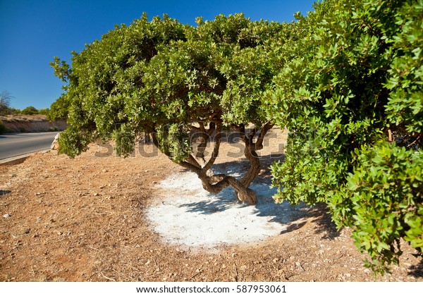 Mastic Tree Chios Greece Stock Photo (Edit Now) 587953061