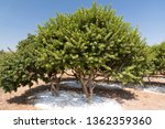 Mastic tree in a Mastic farm in Chios Island Greece.