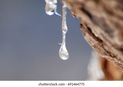 Mastic Tree With Mastic Tear