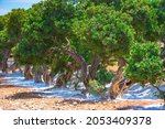 Mastic tree with mastic tears in Chios island, Greece. 