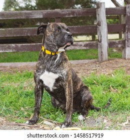 Mastiff Cross American Staffordshire Cross Dog Portrait