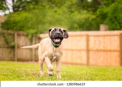 Mastiff Puppy Running Towards The Camera