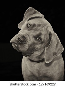 Mastiff and rhodesian ridge back mix dog with tilted head in sepia against a black background