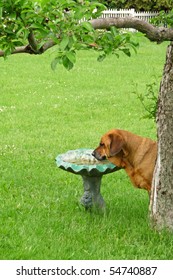 Mastiff Rottweiler mix drinking from birdbath