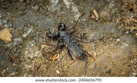 Mastigoproctus giganteus, the giant whip scorpion, also called the giant vinegaroon or grampus, is a species of whip scorpions in the family Thelyphonidae