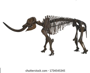 Esqueleto mastodont, esqueleto de huesos Mammut americanum con fondo blanco