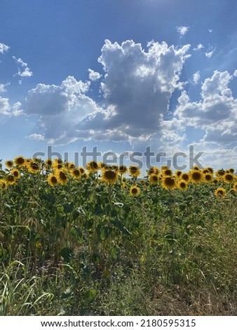 Güneşte Sırtını Dönen Ayçiçeklerinin Masum Duruşları Stok fotoğraf © 