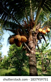 Mata De Sao Joao, Bahia / Brazil - October 18, 2020: Coconut Tree Is Seen On A Farm In The Countryside In The City Of Mata De Sao Joao. 