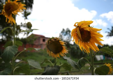 mata de sao joao, bahia / brazil - november 9, 2020: sunflower planting in a garden of a residence in the city of Mata de Sao Joao. - Shutterstock ID 1852671934