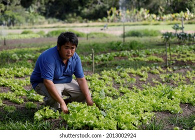 Mata De Sao Joao, Bahia, Brazil - July 23, 2018: Person Of Japanese Descent Working A Farm In The City Of Mata De Sao Joao. 