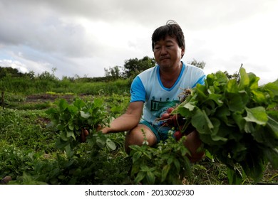 Mata De Sao Joao, Bahia, Brazil - July 23, 2018: Person Of Japanese Descent Working A Farm In The City Of Mata De Sao Joao. 