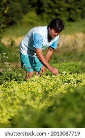 Mata De Sao Joao, Bahia, Brazil - July 23, 2018: Person Of Japanese Descent Working A Farm In The City Of Mata De Sao Joao. 