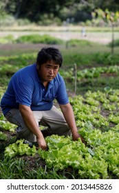 Mata De Sao Joao, Bahia, Brazil - July 23, 2018: Person Of Japanese Descent Working A Farm In The City Of Mata De Sao Joao. 