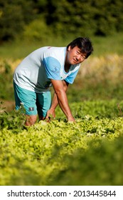 Mata De Sao Joao, Bahia, Brazil - July 23, 2018: Person Of Japanese Descent Working A Farm In The City Of Mata De Sao Joao. 