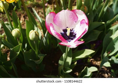 Mata Hari Tulip