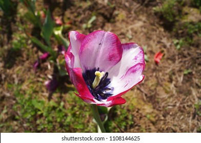 Mata Hari Tulip