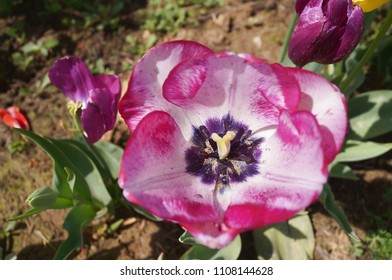 Mata Hari Tulip