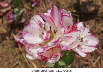 Mata Hari Tulips