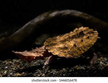 A Mata Mata Turtle In Aquarium