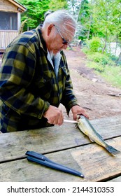 Matakan, Québec, Canada - Summer 2018 A View Of A Man From A First Nation - Atikamekw- Scaling Fish On A Picnic Table.