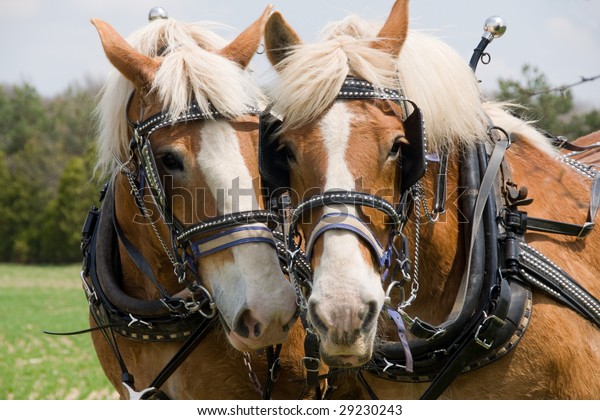 Matched Pair Draft Horses Ready Plow Stock Photo (Edit Now) 29230243