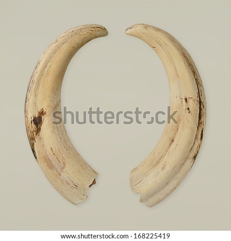 Matching Isolated Ivory Tusks