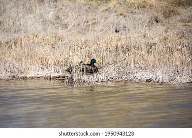 Mated Mallard Pair At Powell Lake