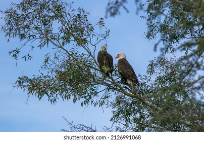 A Mated Pair of Bald Eagles Perched on a Common Branch Relaxing an Surveying their Area