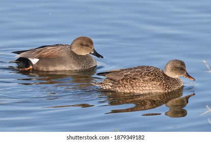 A mated pair of gadwalls (Mareca strepera), the male on the left, female on the right, at the Merced National Wildlife Refuge in California