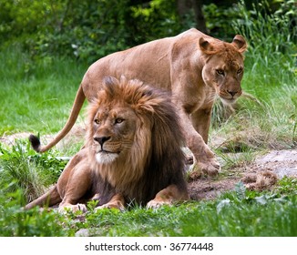 Mated Pair Of Lions At The Bronx Zoo