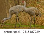 Mated pair of sandhill cranes closeup