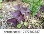 Material of False Shamrock blooming in the park